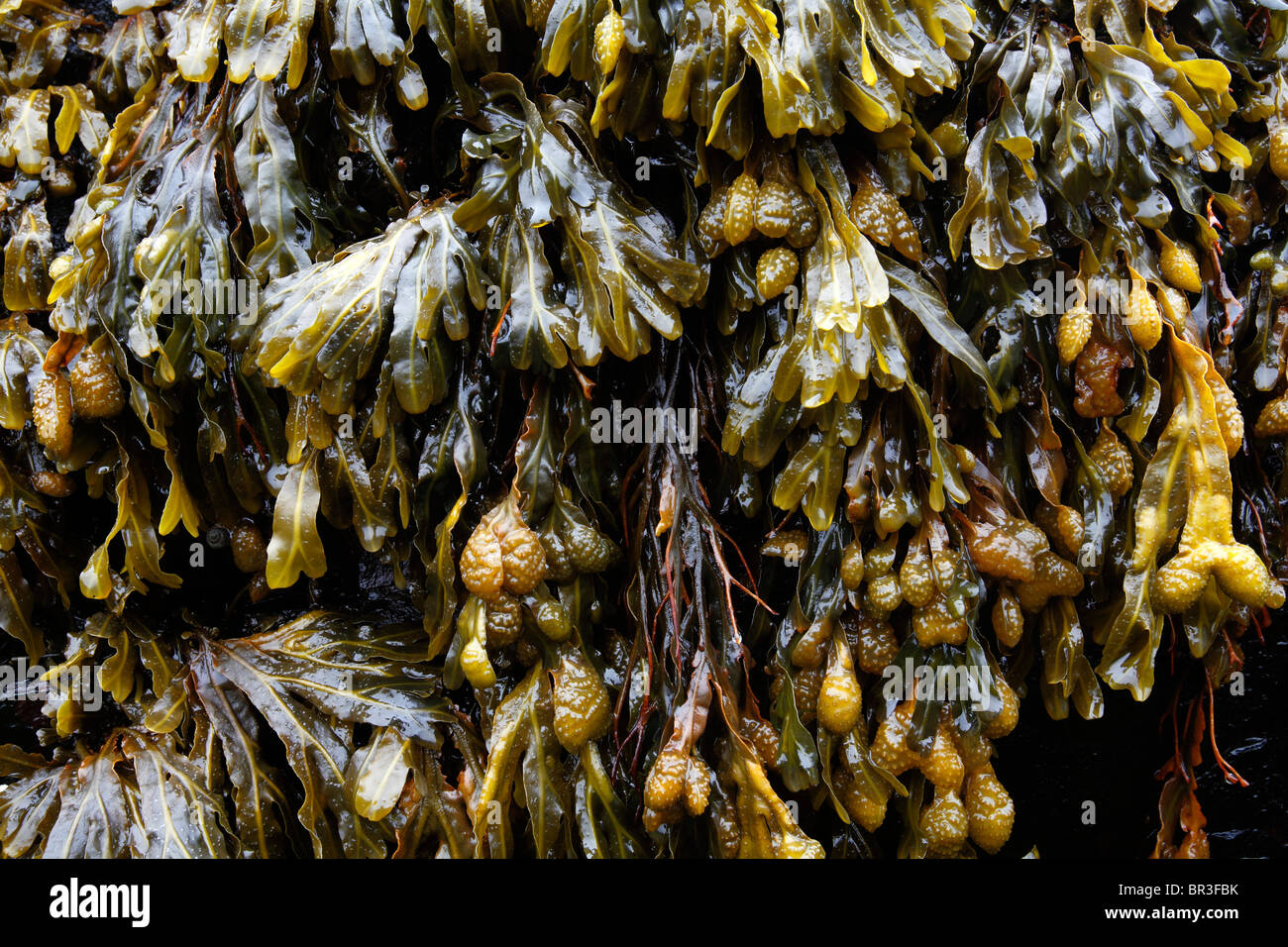 Rockweed, Quoddy Head State Park, Maine Foto Stock