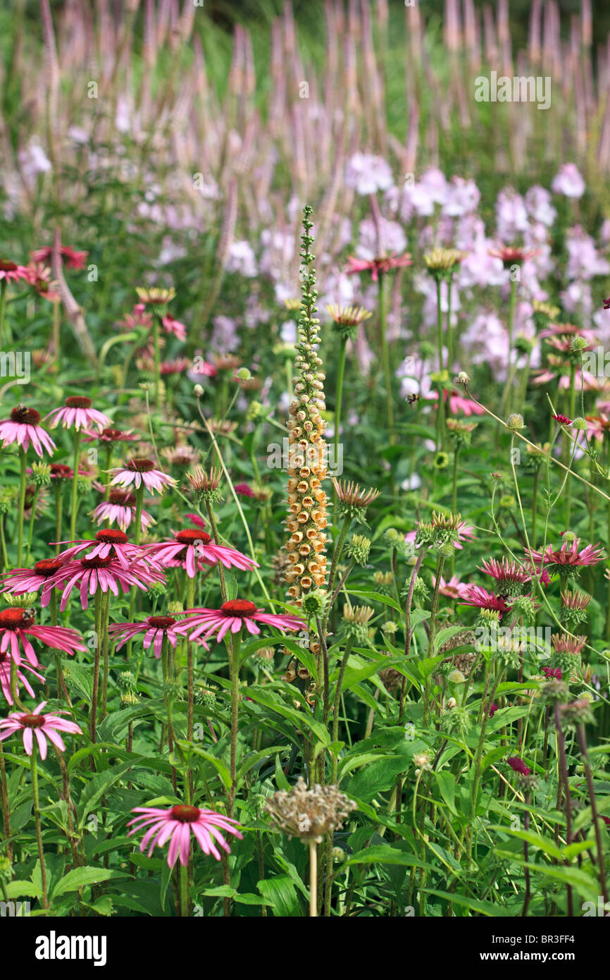 Giardino mista confine a metà estate, nello Yorkshire, Inghilterra Foto Stock