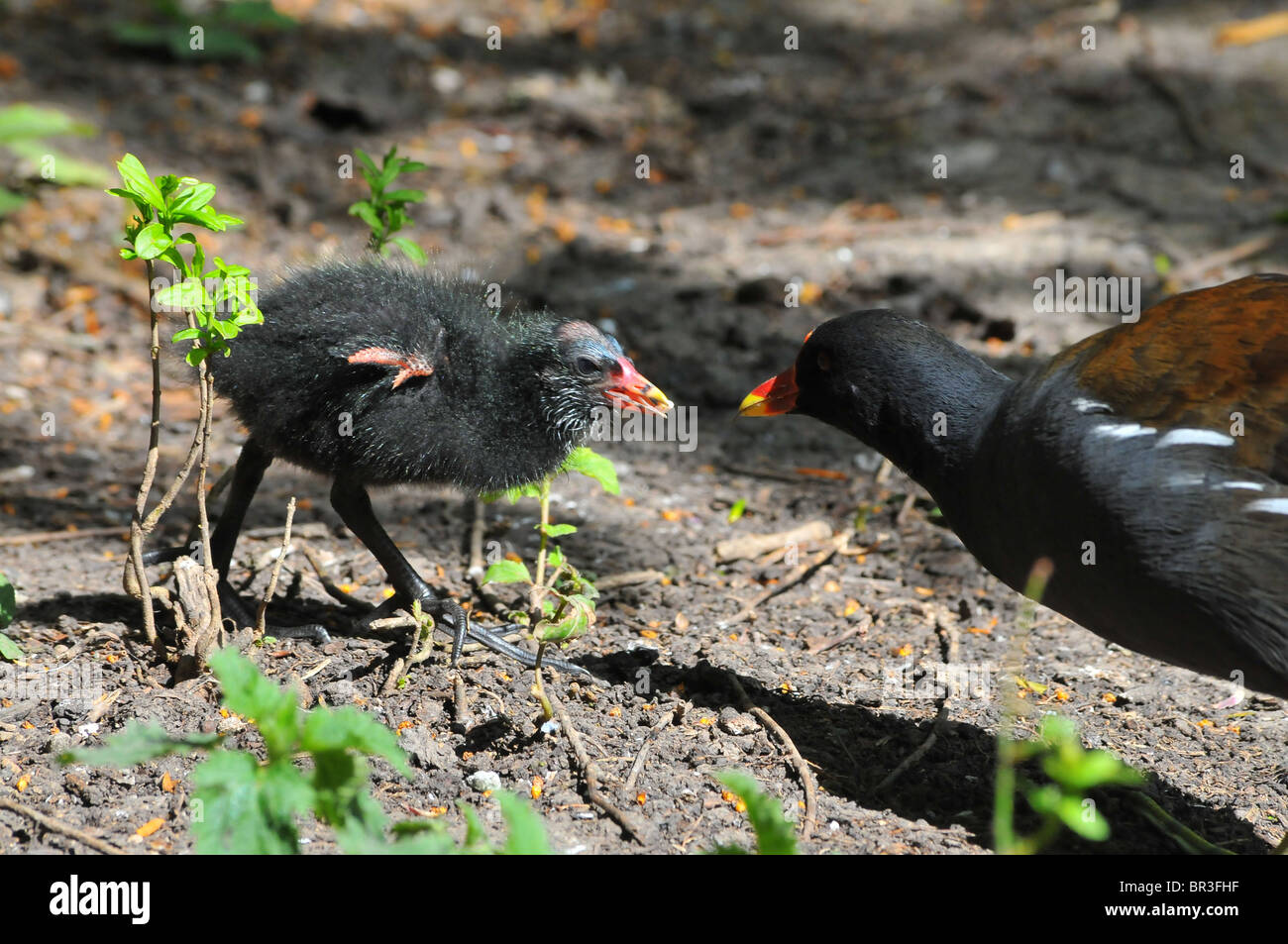 Moorhen genitore pulcino di alimentazione Foto Stock