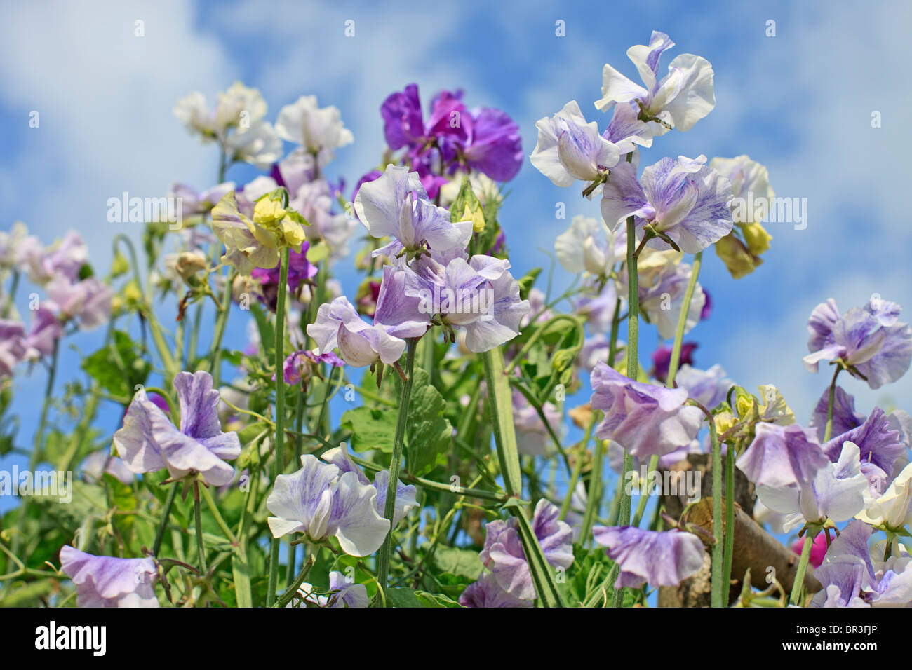 Lathyrus odoratus, pisello dolce " Blu " Ripple contro un luminoso Cielo di estate blu Foto Stock