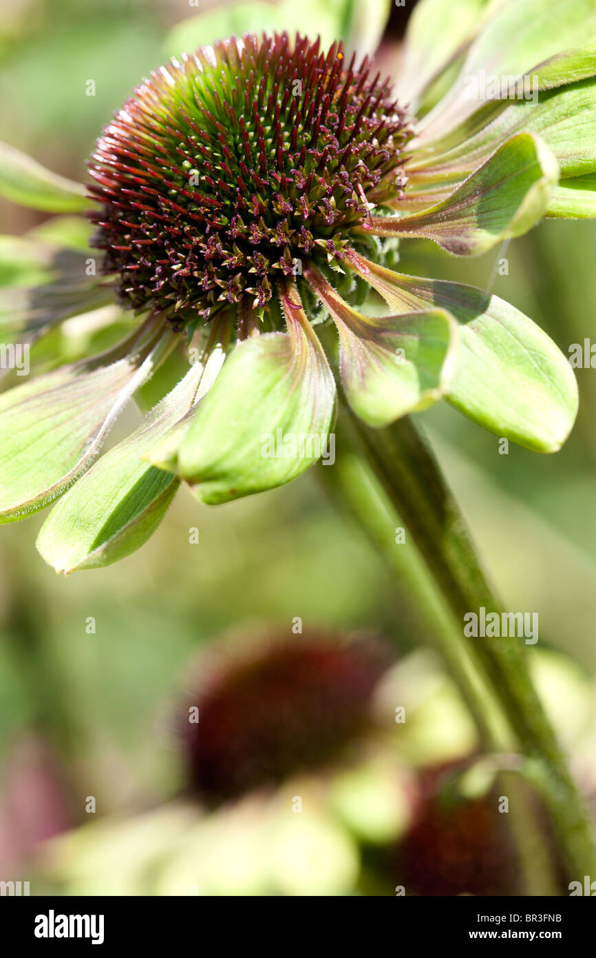 Echinacea 'Verde invidia' Foto Stock