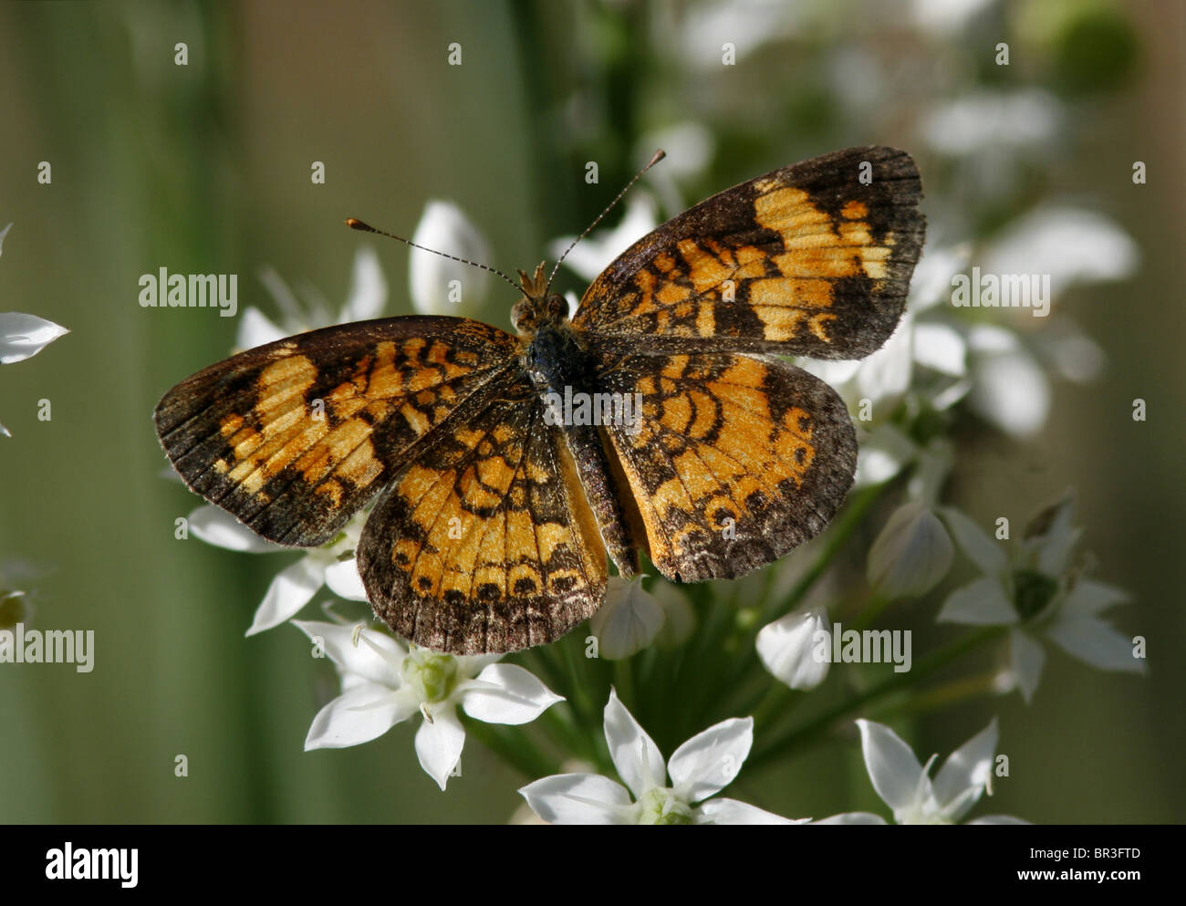 Pearl crescent butterfly Foto Stock