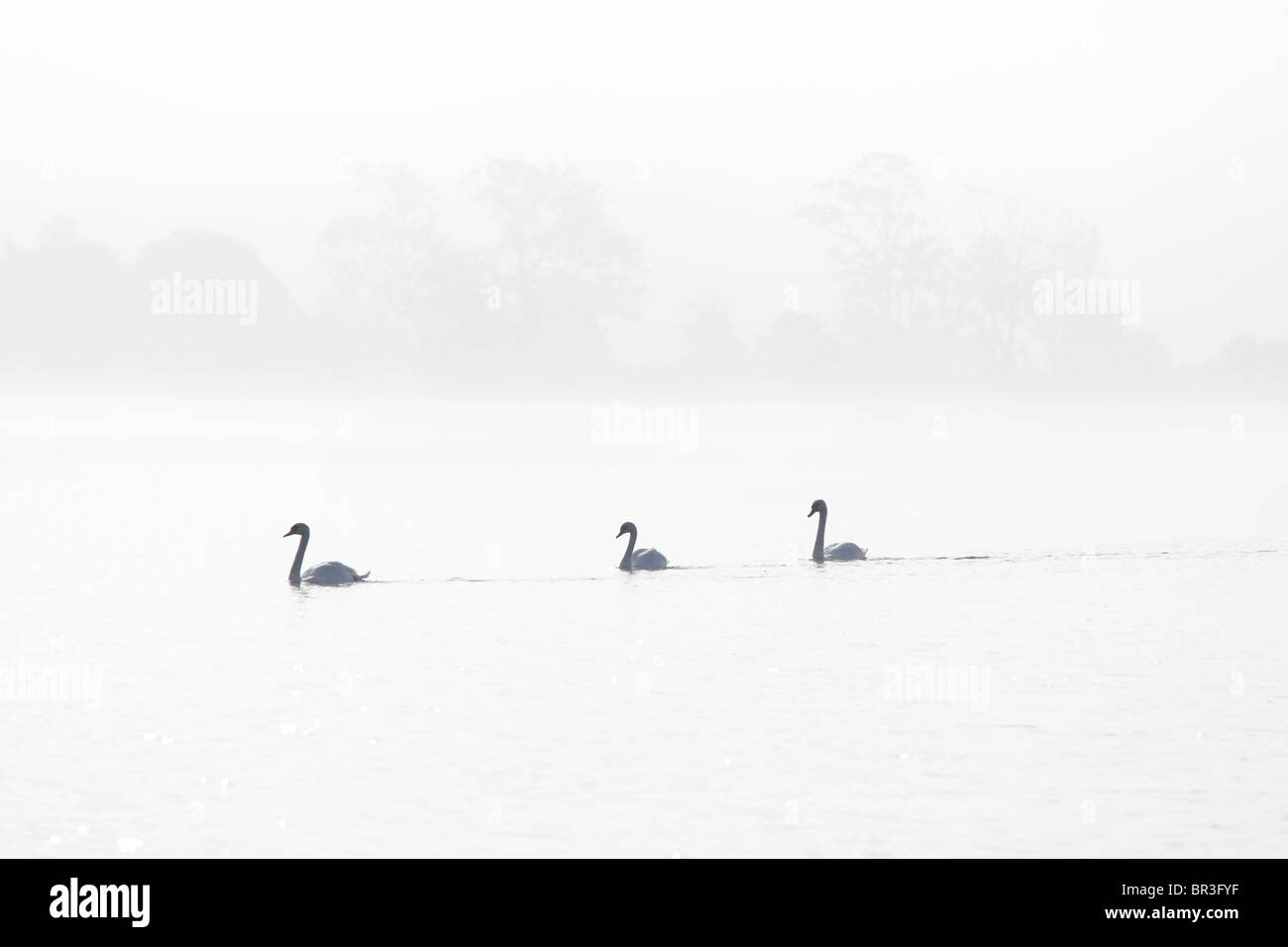 Cigni in una nebbiosa mattina, Scotland, Regno Unito Foto Stock