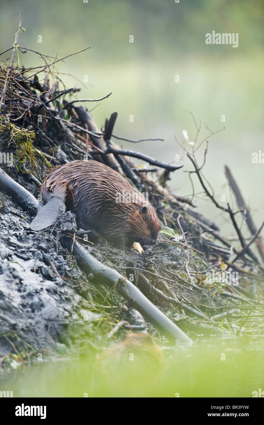 Un'immagine verticale di un selvaggio Canadian beaver sul suo lodge Foto Stock