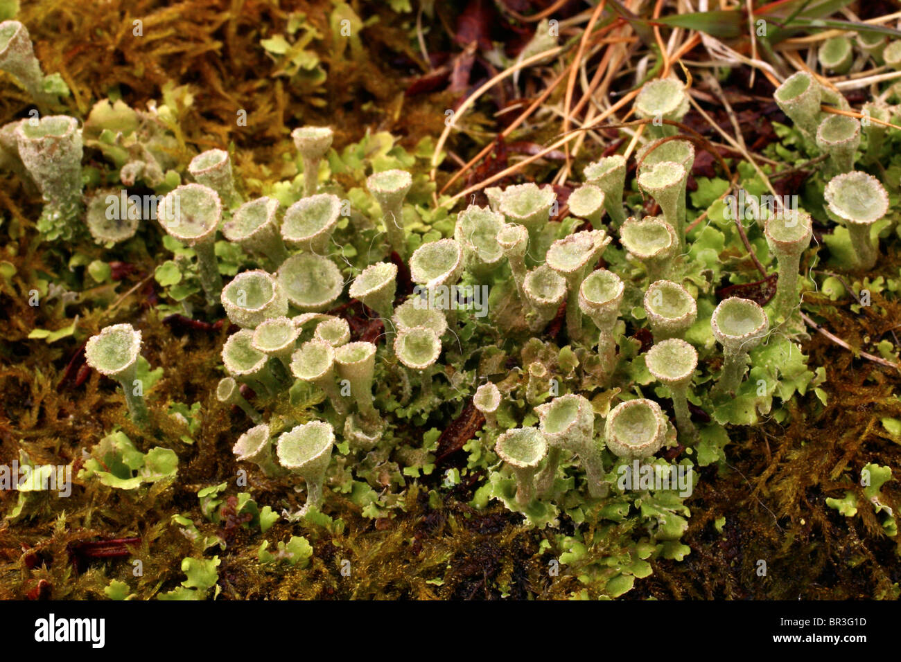 Pixie-cup lichen (Cladonia pyxidata), UK. Foto Stock