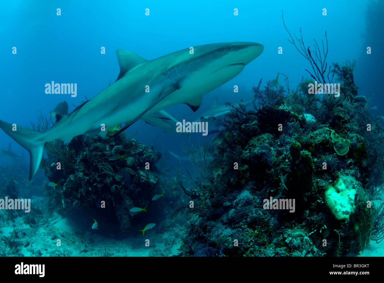 Caribbean Reef Shark in Cuba Foto Stock