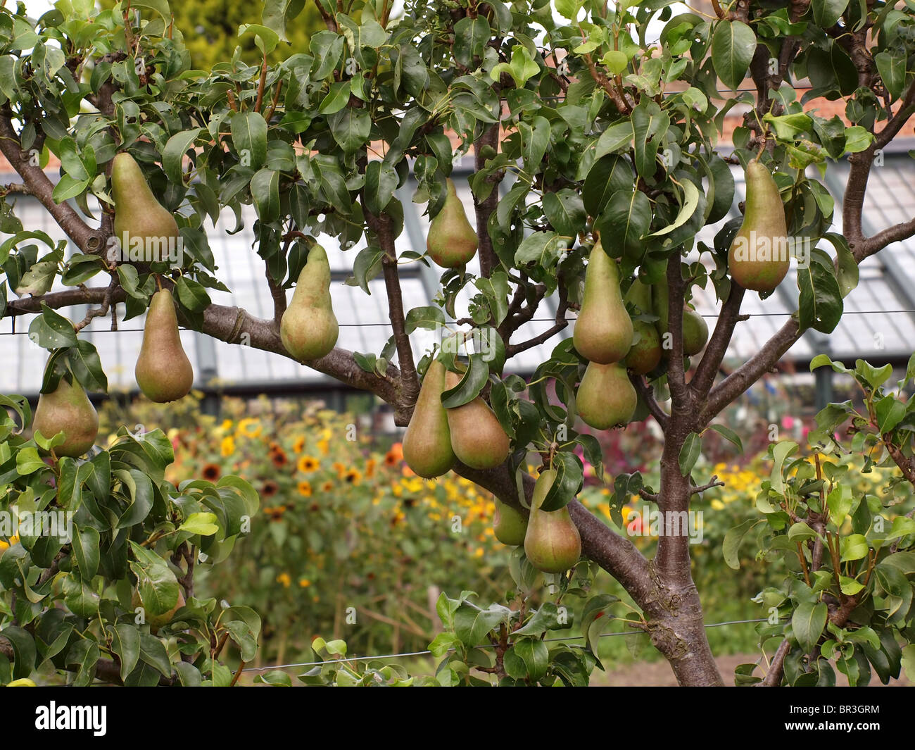 Pear Tree frutti Foto Stock