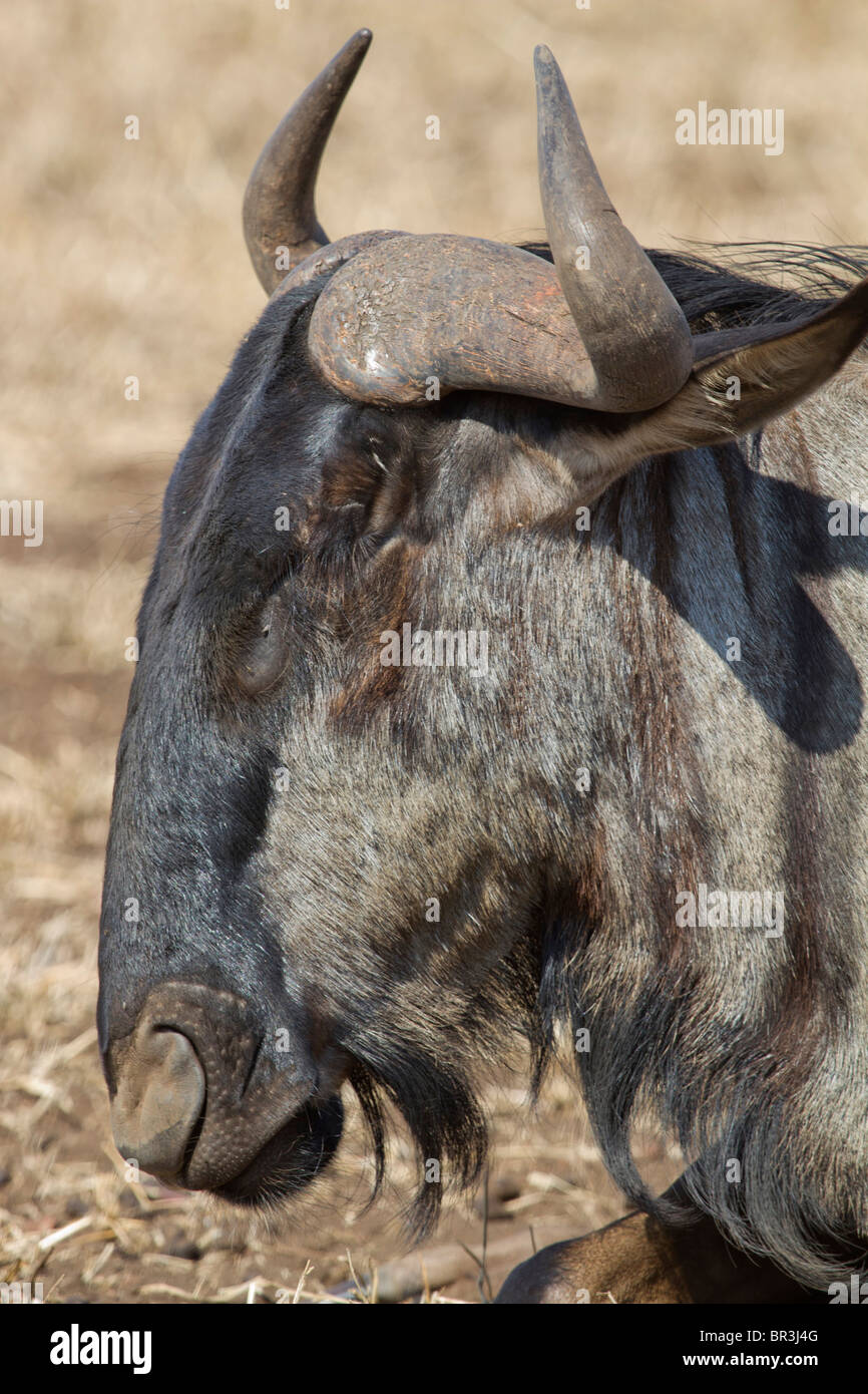 Blue Gnu (Connochaetes taurinus) prendendo un pisolino. Parco Nazionale di Kruger, Sud Africa Foto Stock