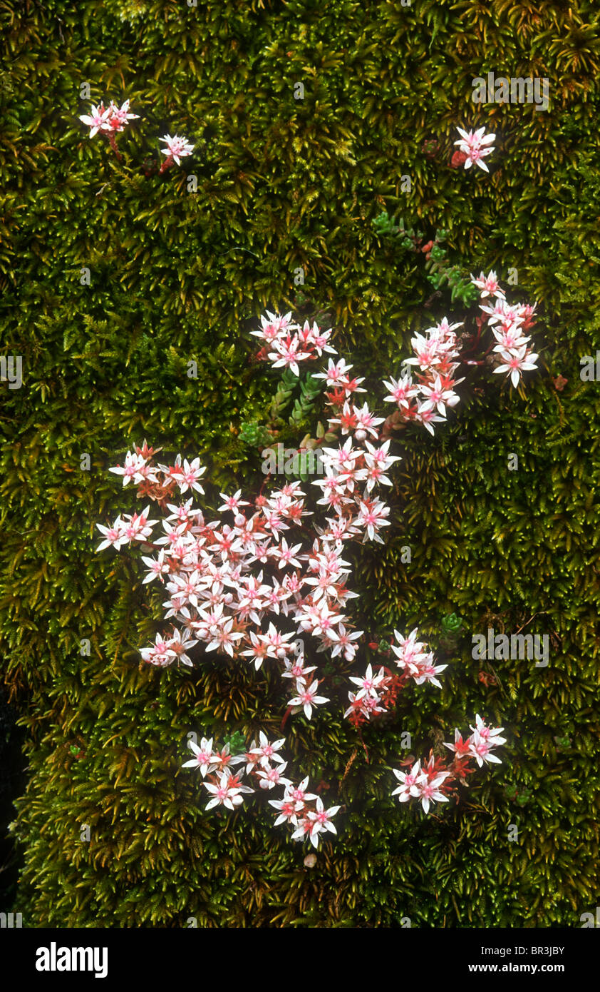 Inglese stonecrop, Sedum anglcum, Mull, Scozia Foto Stock