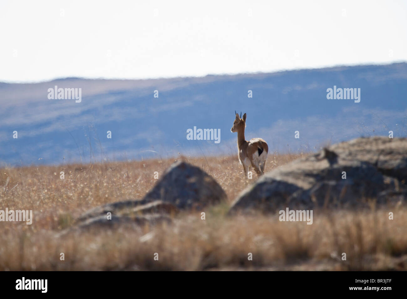 (Oribi Ourebia ourebi), Verloren Vallei Riserva Naturale, Steenkampsberg, Sud Africa Foto Stock