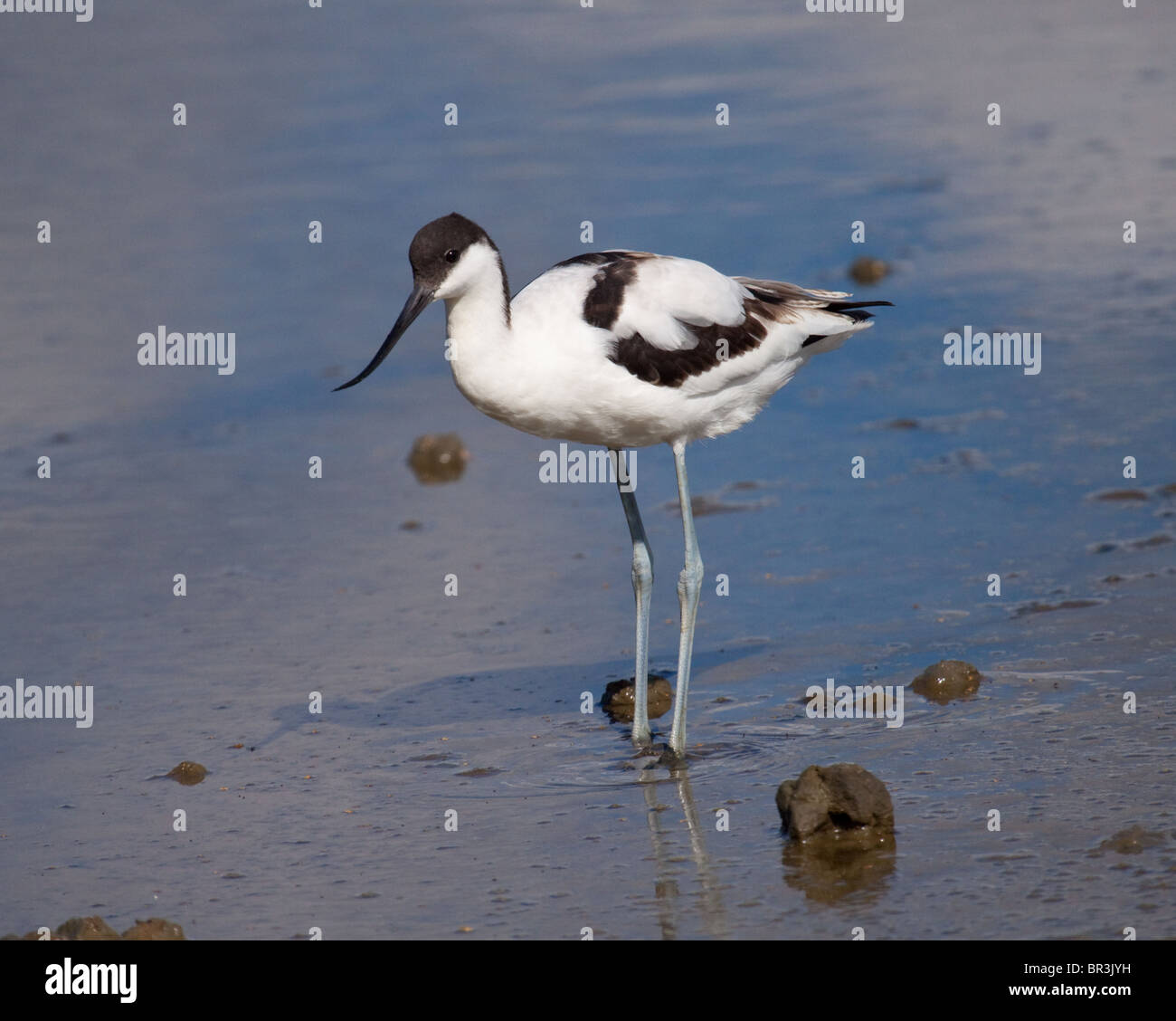 Avocet si fermò in acque poco profonde a Brownsea Island Laguna Foto Stock
