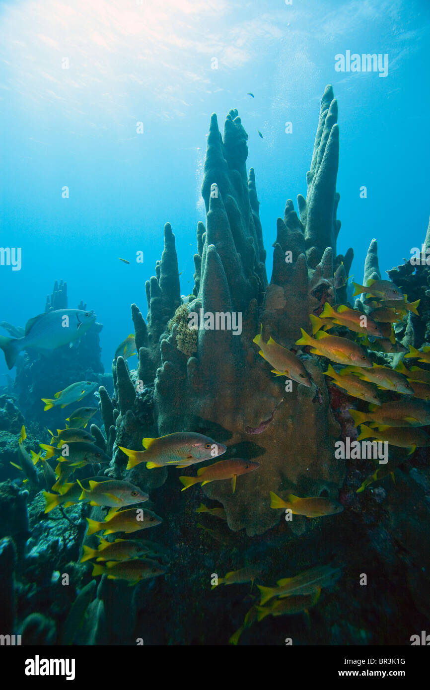 Scuola di pesce intorno a un cavalletto di pilastro coral in Cuba Foto Stock