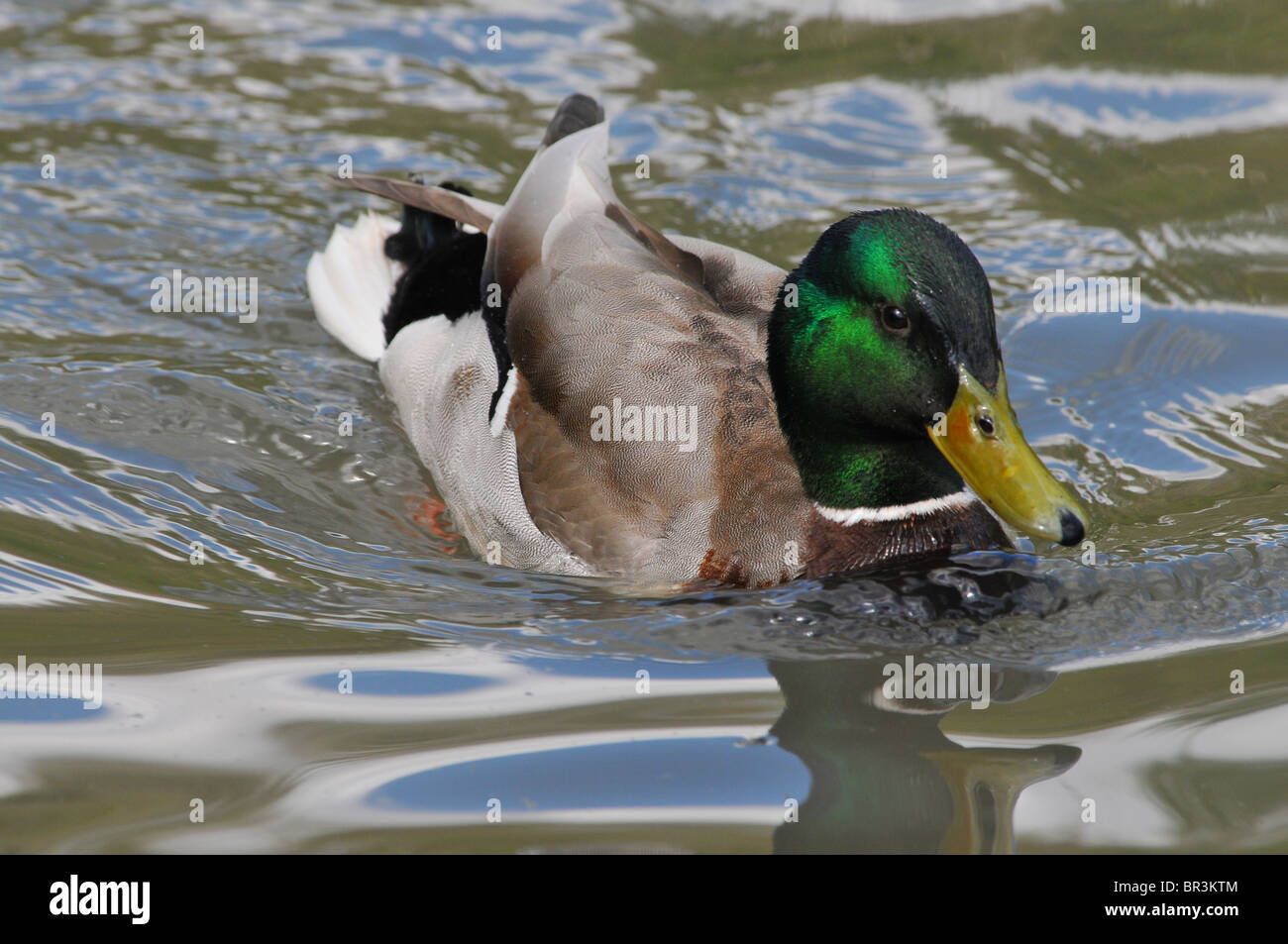 Mallard drake nuoto Foto Stock