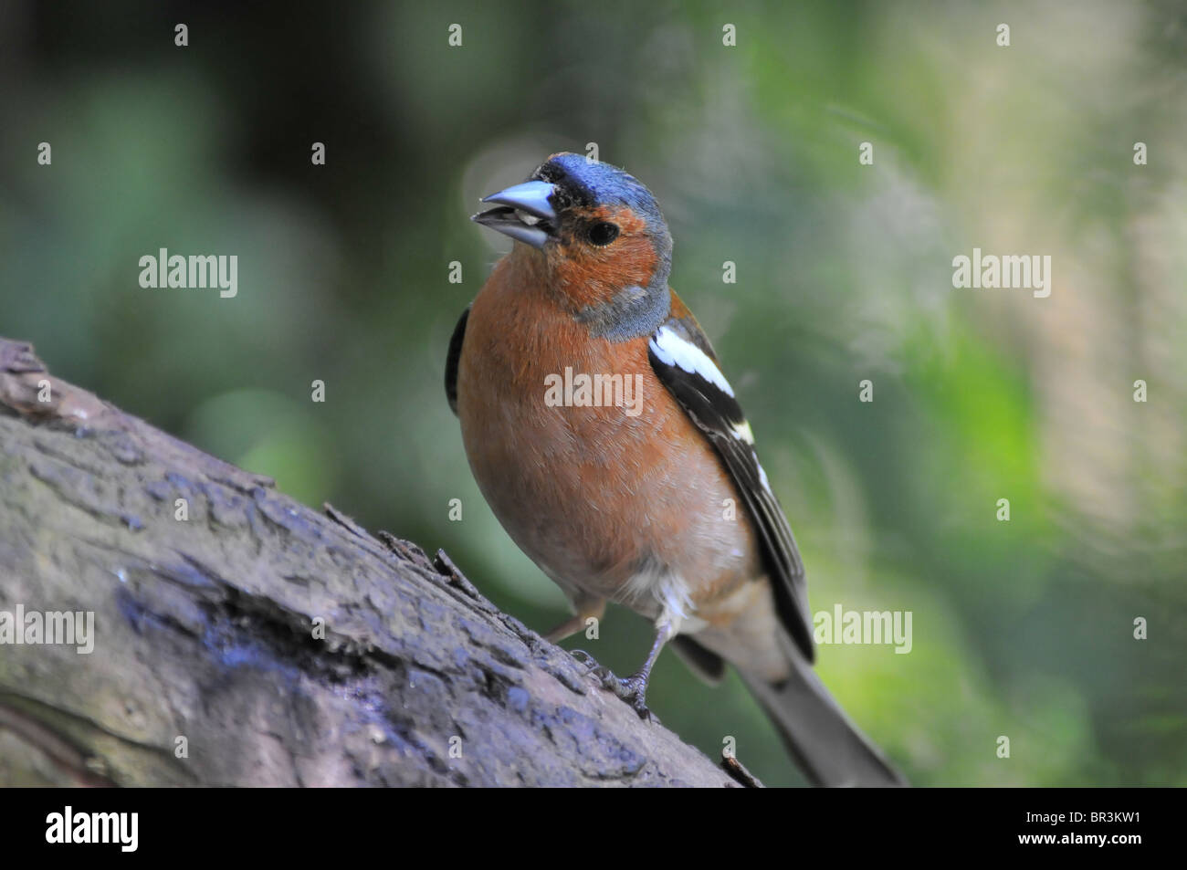 Fringuello su albero di mangiare Foto Stock