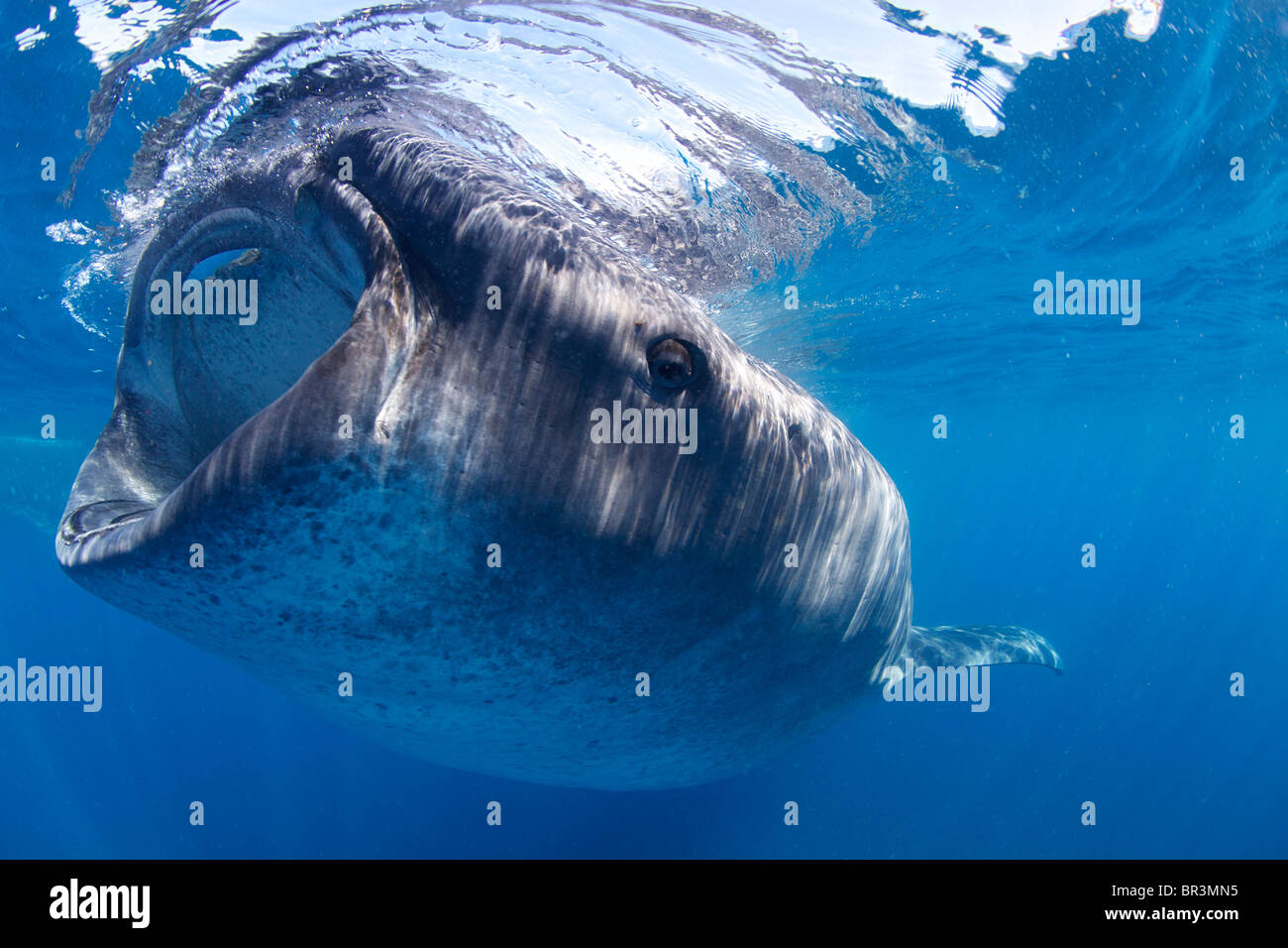 Un squalo balena sfiora la superficie alla ricerca di una festa planctonici. Foto Stock