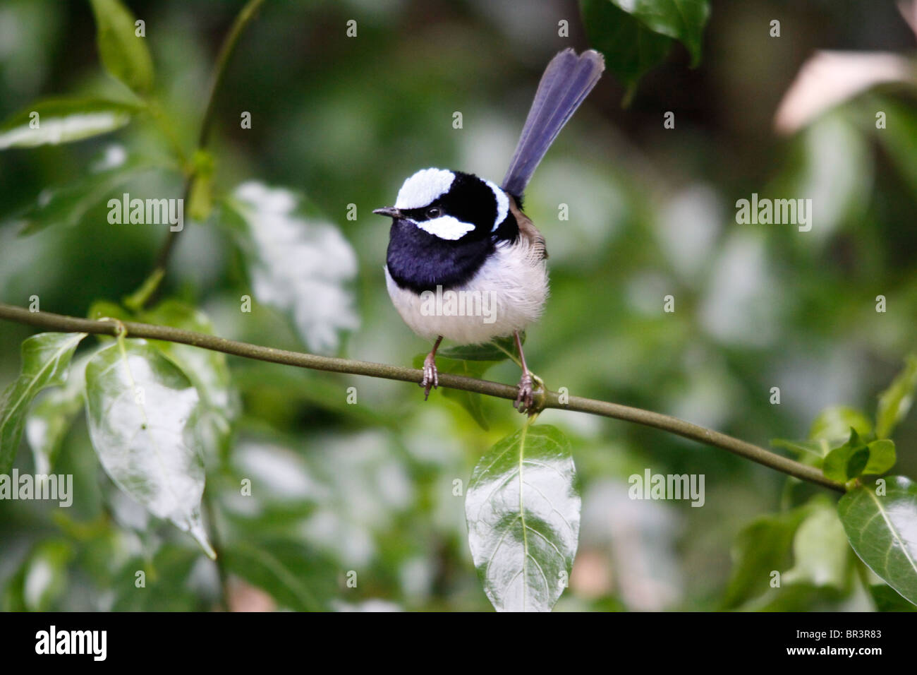 Superba blu-wren 13-14 cm SE Australia Foto Stock