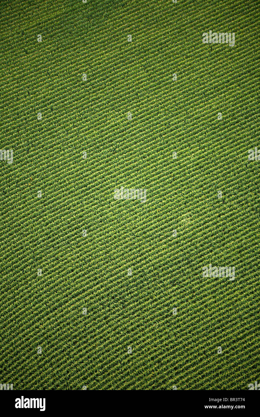 Vista aerea del file ordinate di mais in un coltivatore campo nei pressi di Hendersonville, NC Foto Stock