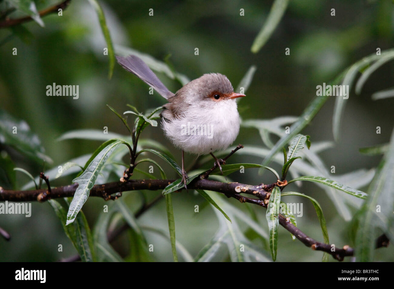 Superba blu-wren femmina 13-14 cm SE Australia Foto Stock