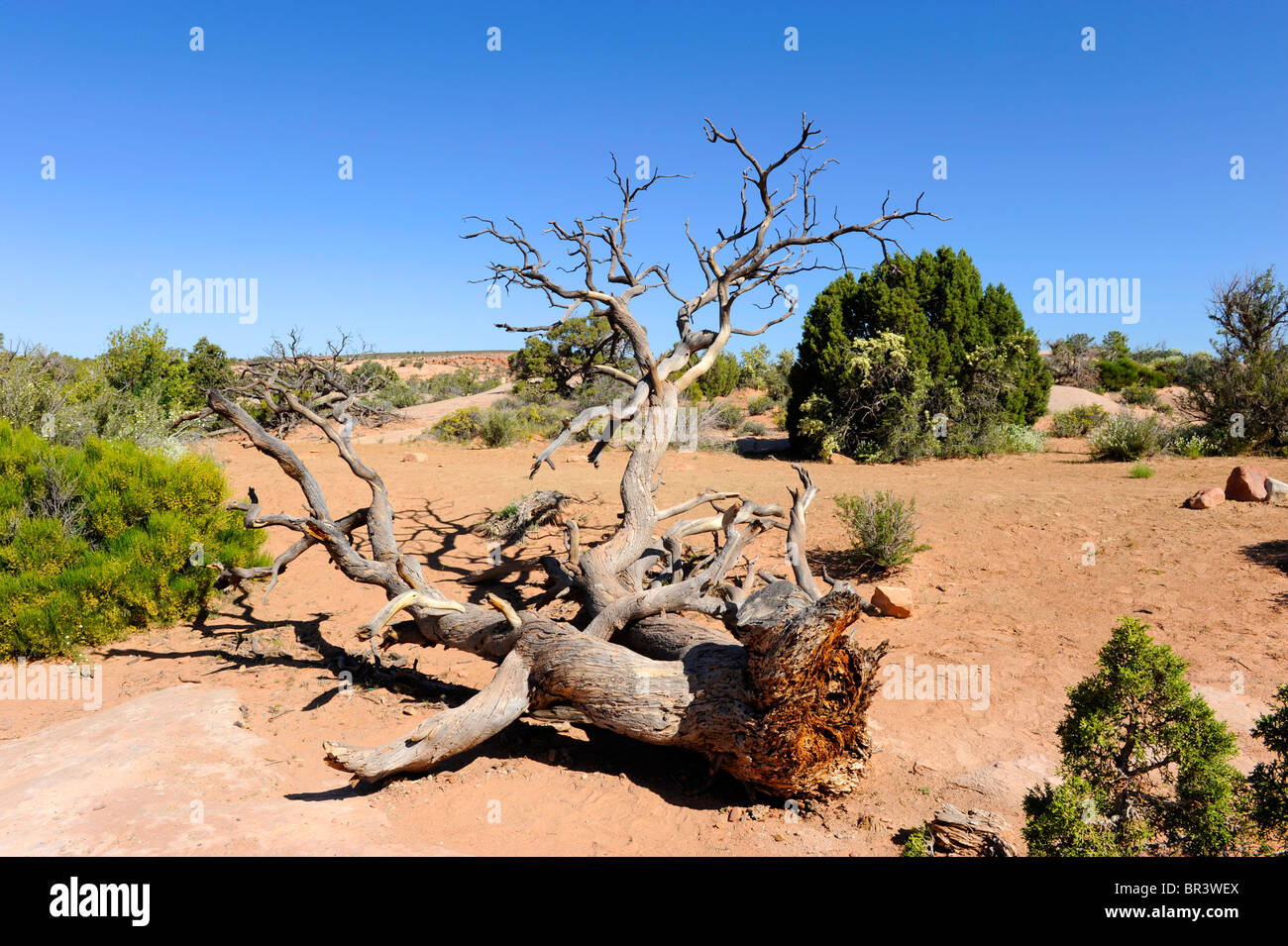 Albero morto ramo Parco Nazionale Arches Moab Utah Foto Stock