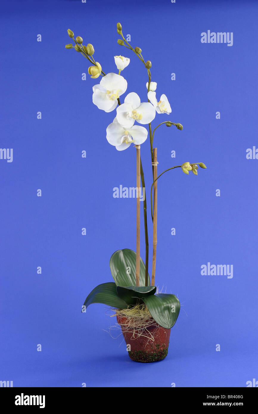 White Orchid in pentola su uno sfondo blu Foto Stock