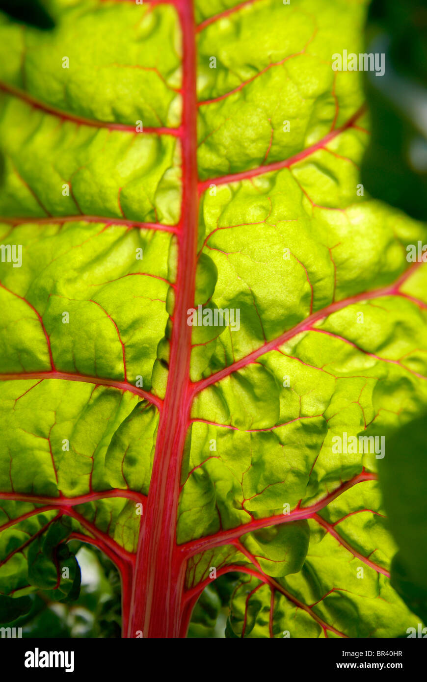 Le bietole crescendo in Reykjavik Botanic Gardens, Islanda. Foto Stock