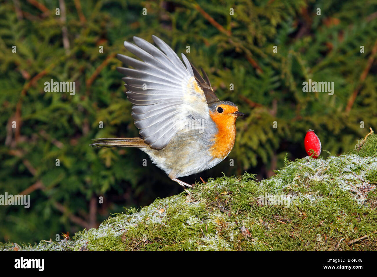 Unione Robin (Erithacus rubecula) in inverno Foto Stock Unione Robin (Erithacus rubecula) in inverno Foto Stock
