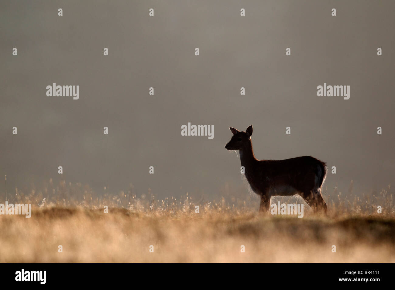 Daini, Dama Dama, singolo giovane su erba, Kent, Settembre 2010 Foto Stock