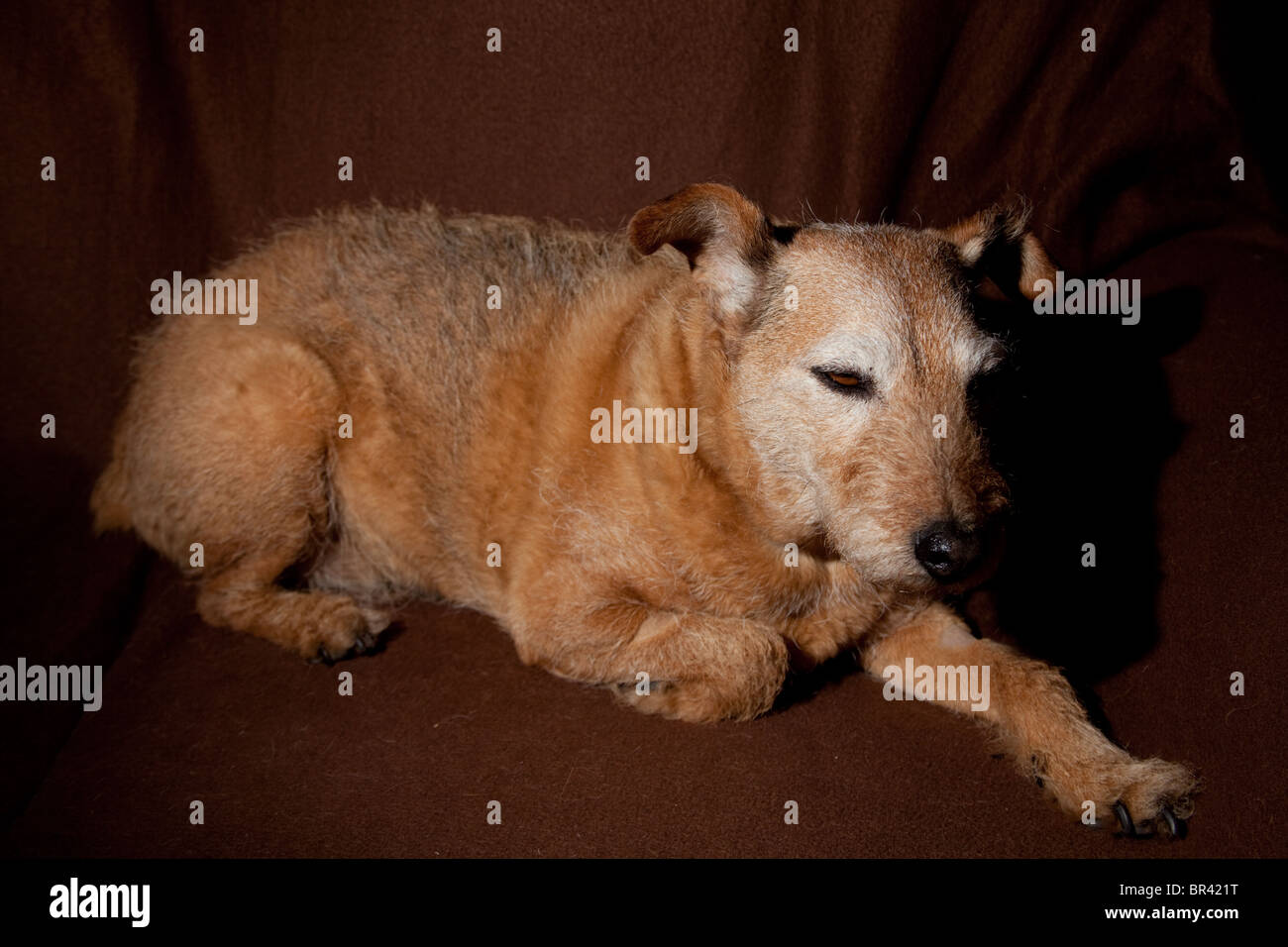 Brown mongrel dog stabiliscono sulla luce panno marrone Foto Stock