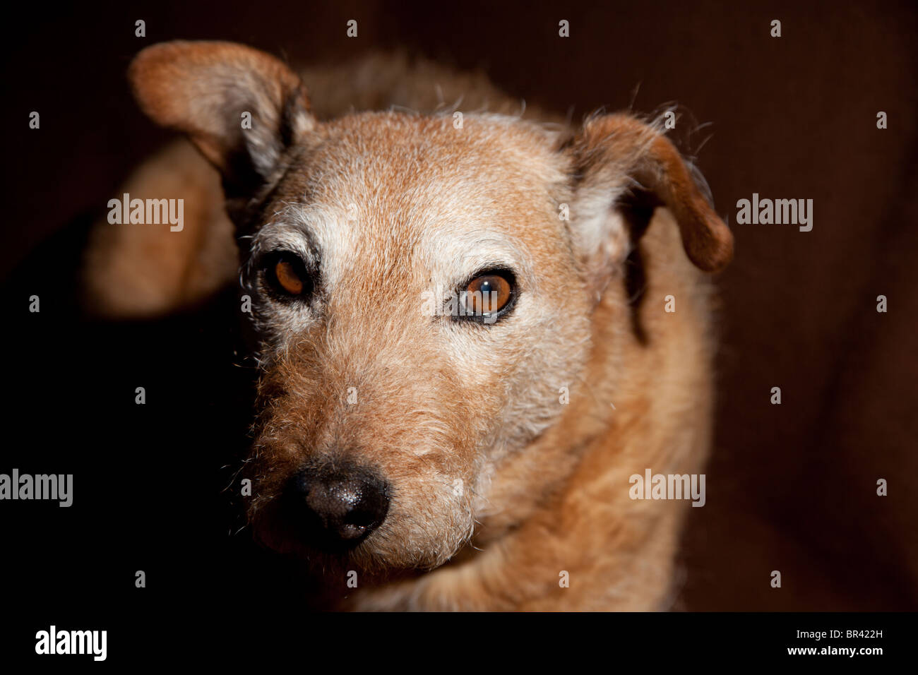 Brown mongrel dog stabiliscono sulla luce panno marrone Foto Stock