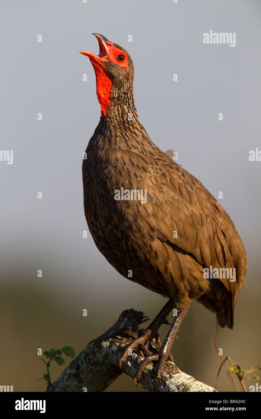 Rosso Colli di Sperone Fowl incoronazione, il Parco Nazionale Kruger, Sud Africa Foto Stock