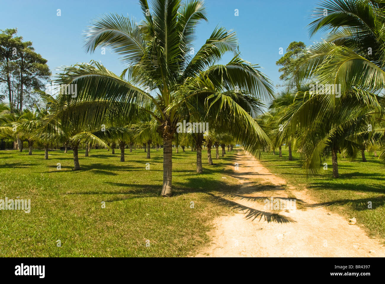 Palma da cocco plantage sull'isola Ko Chang, Thailandia Foto Stock