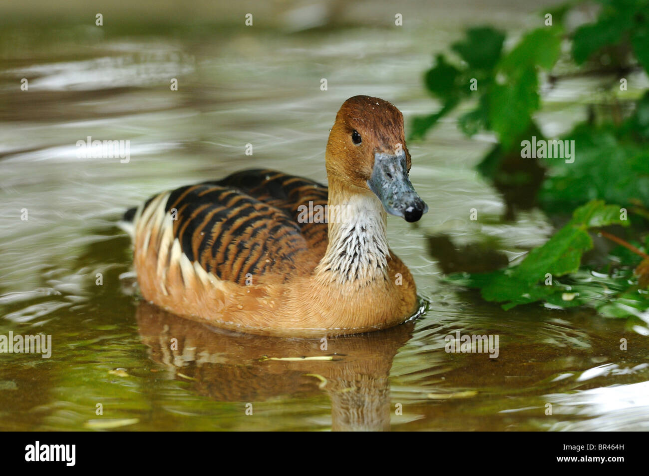 Sibilo Fulvous anatra (Dendrocygna bicolor) in acqua Foto Stock