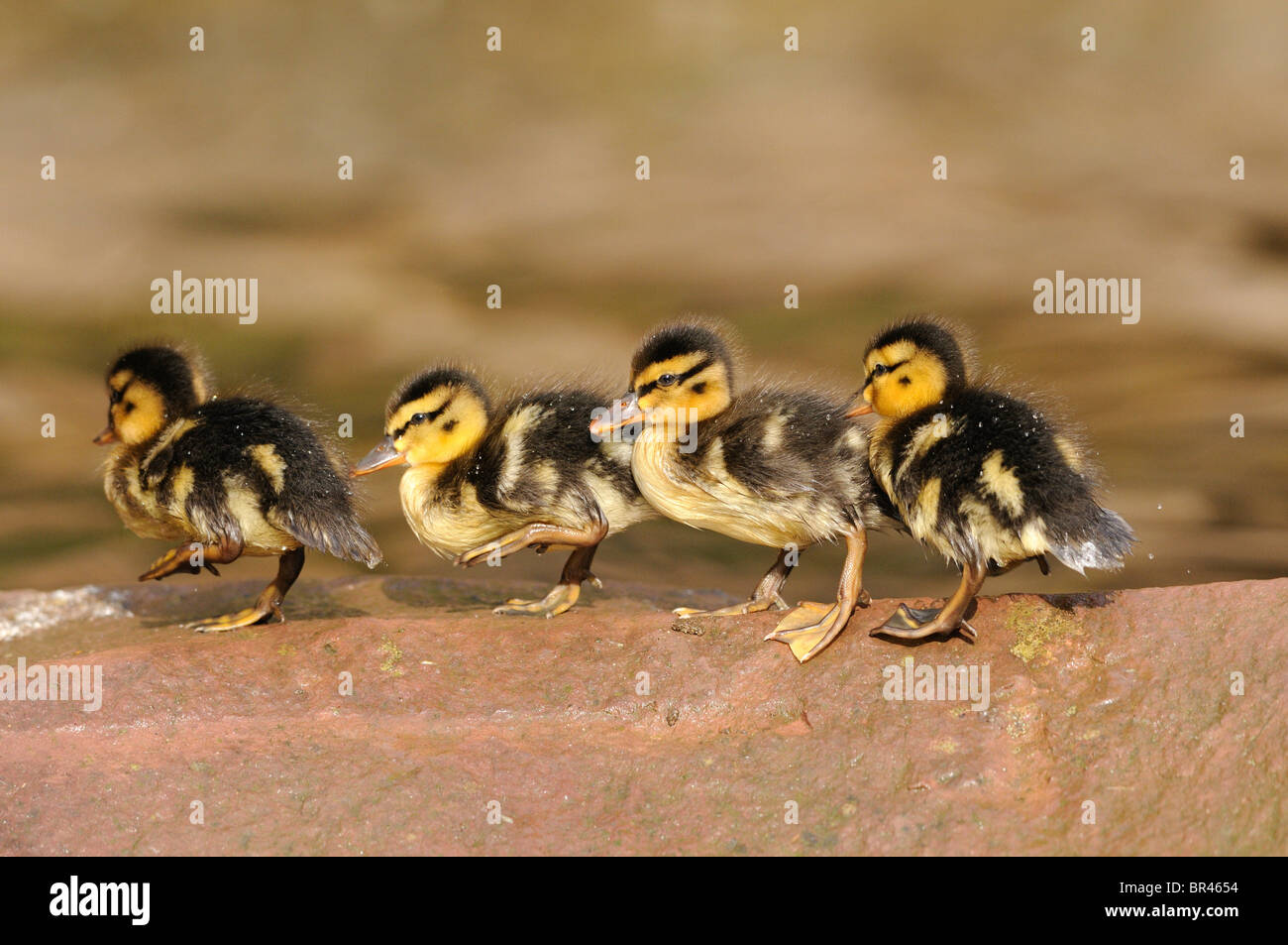 I pulcini di germano reale (Anas platyrhynchos) su una pietra Foto Stock