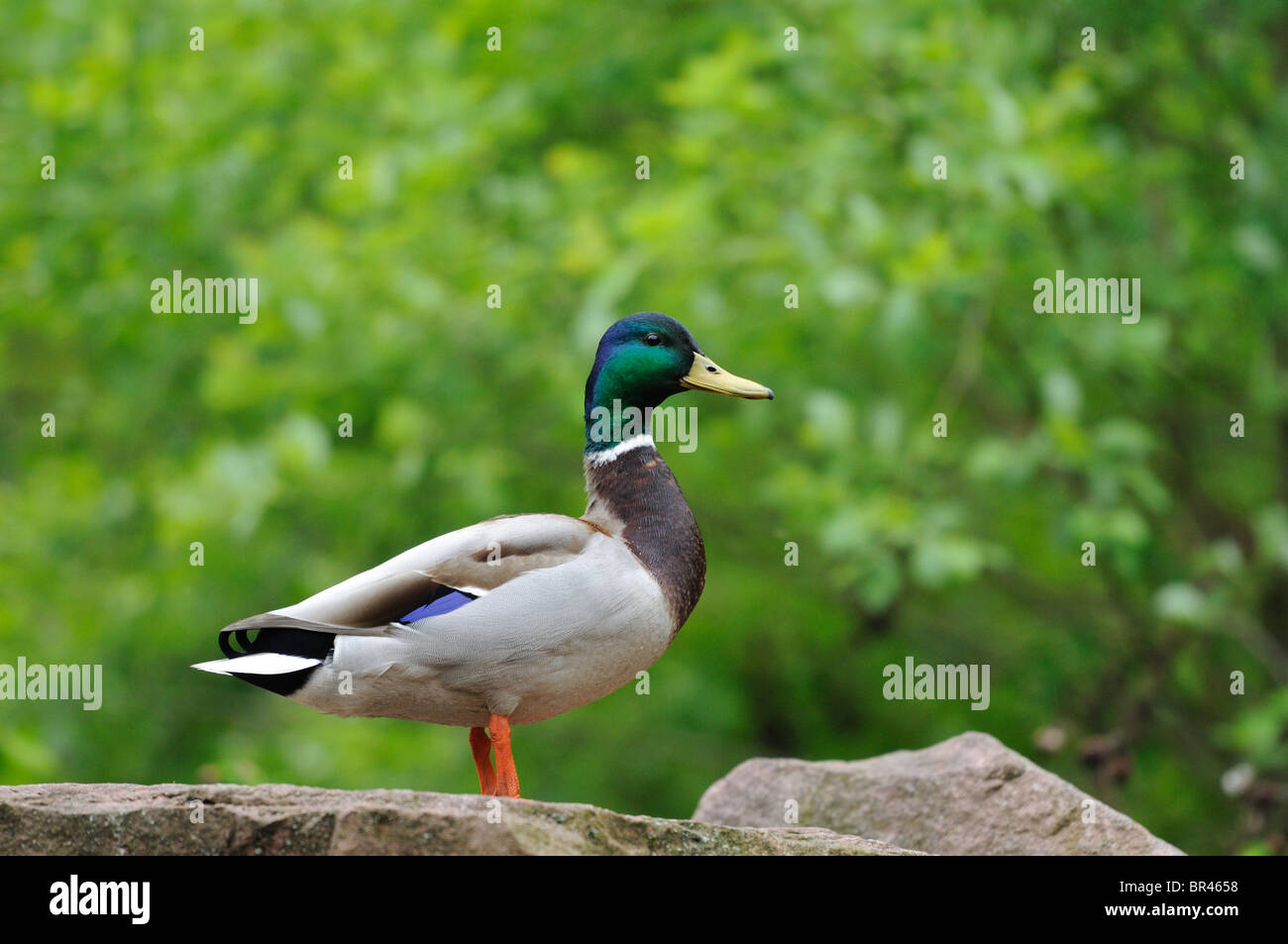 Maschio di germano reale (Anas platyrhynchos) su una pietra Foto Stock