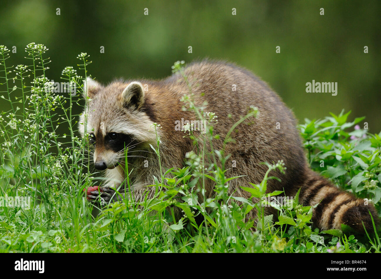 Raccoon (Procione lotor) in Prato Foto Stock
