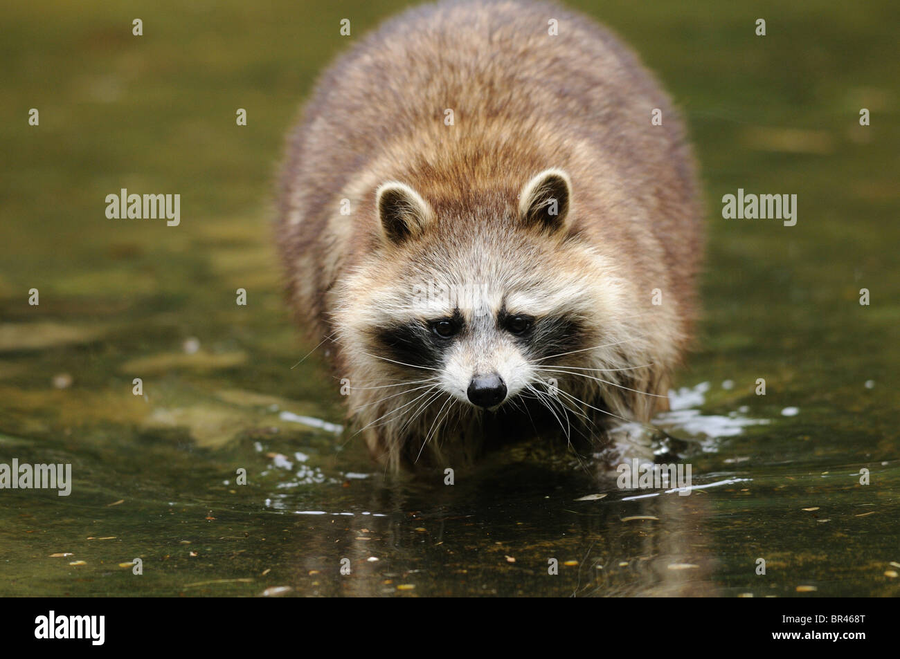 Raccoon (Procione lotor) in acqua Foto Stock