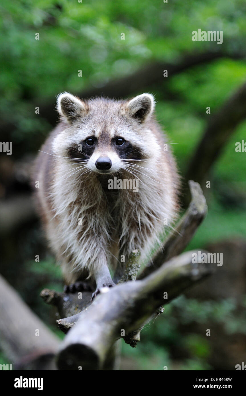Raccoon (Procione lotor) sul ramo Foto Stock