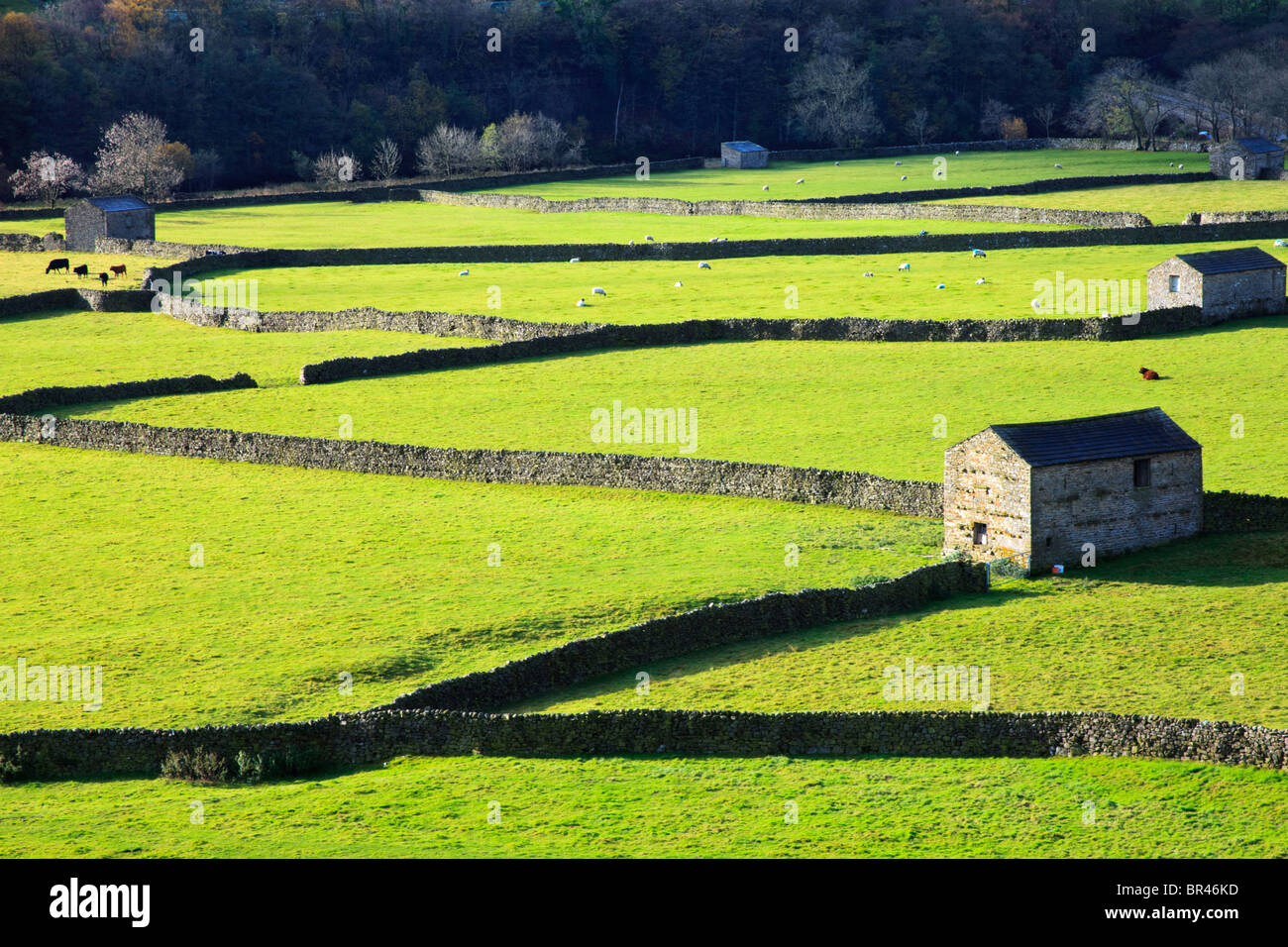 Tipica scena di campi in Swaledale Yorkshire Foto Stock