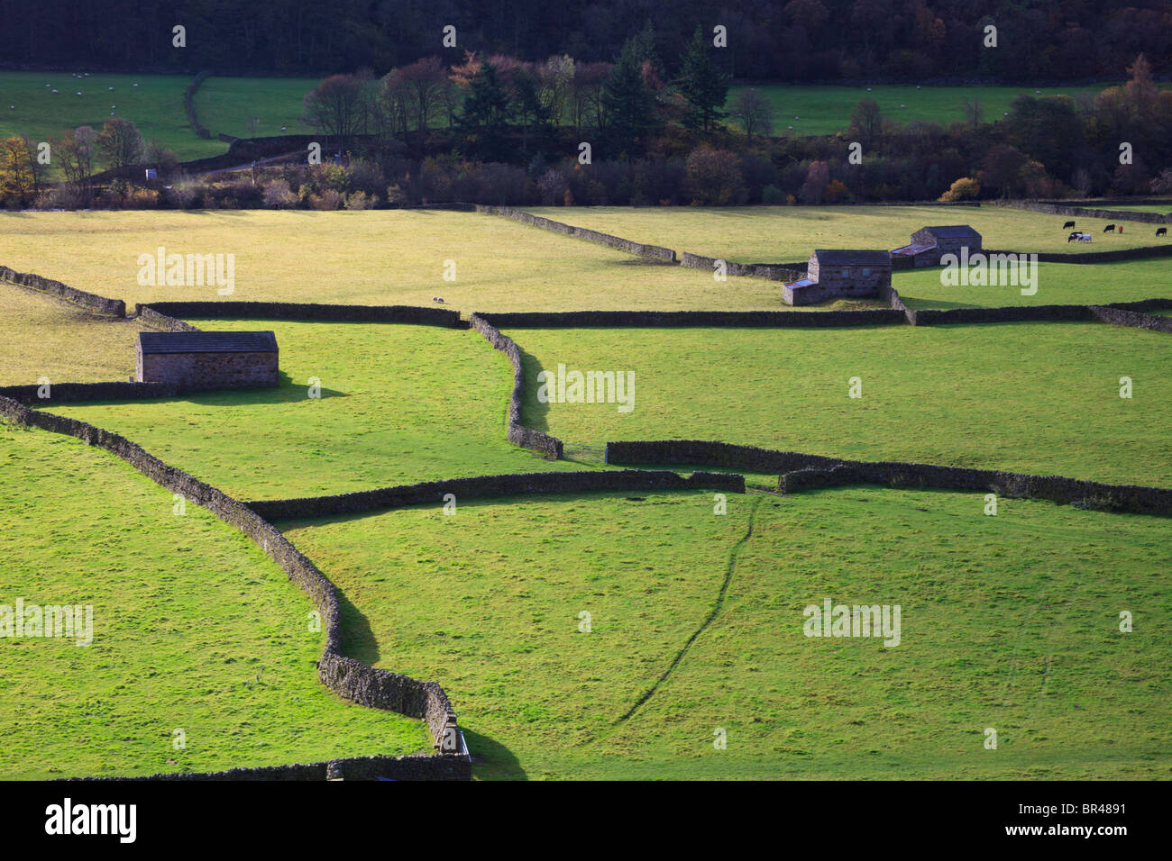 Tipica scena di campi in Swaledale Yorkshire Foto Stock