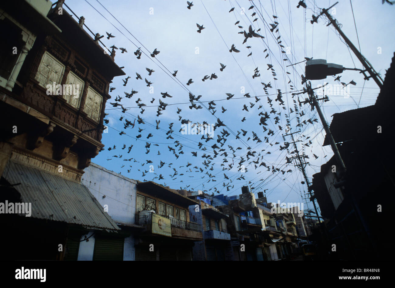 Un branco di colombi su una strada di città in India. Foto Stock