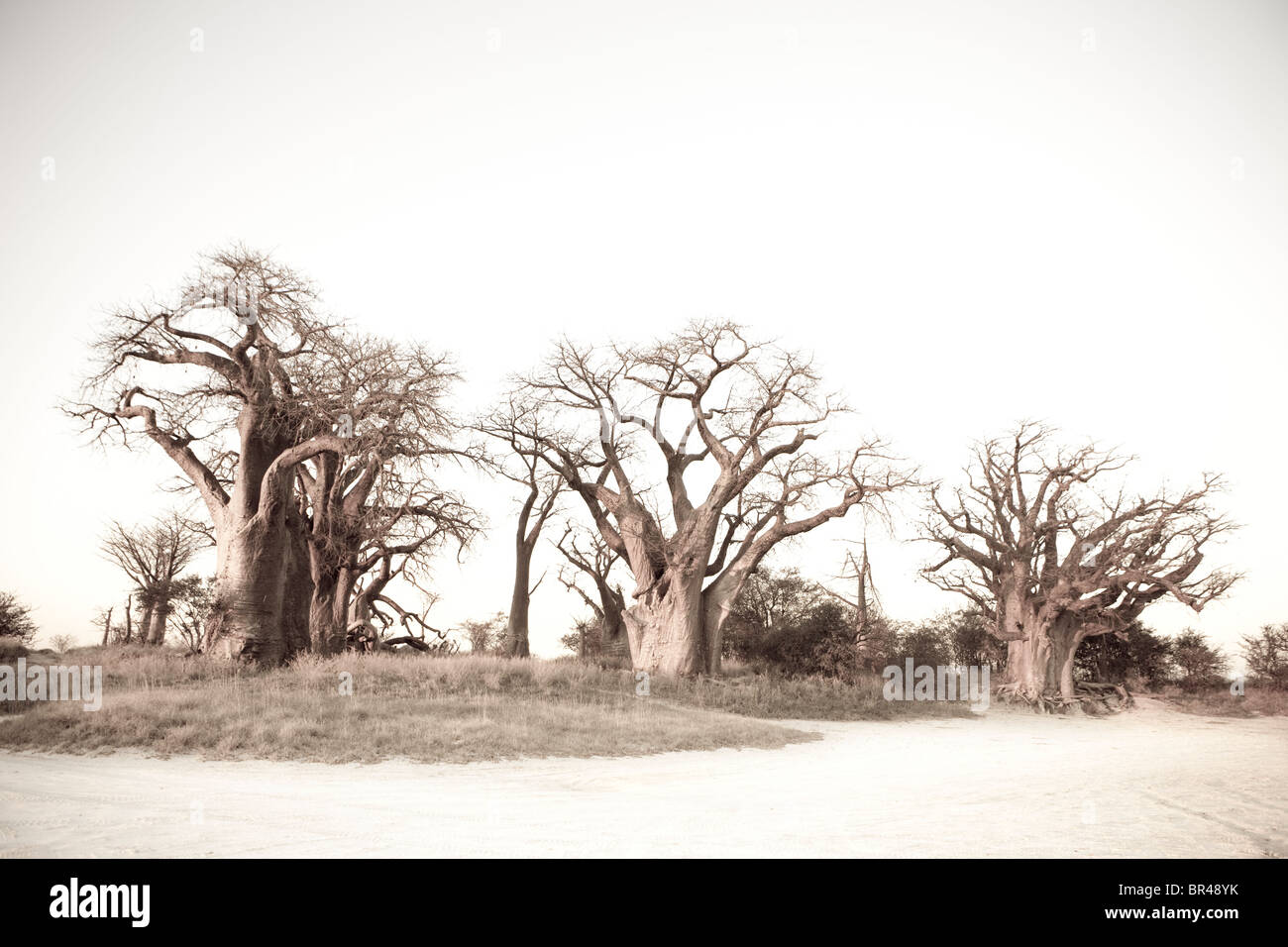 Baines baobab, tegami Nxai National Park, Botswana Foto Stock