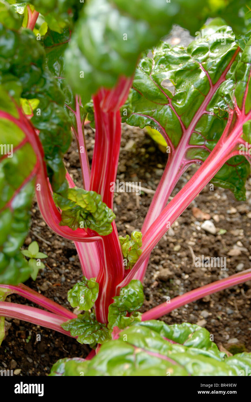 Le bietole crescendo in Reykjavik Botanic Gardens, Islanda. Foto Stock