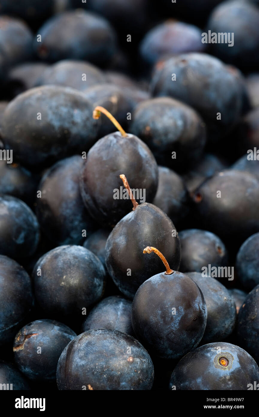 Damsons, Prunus domestica ssp. Insititia o PRUNUS INSITITIA Foto Stock