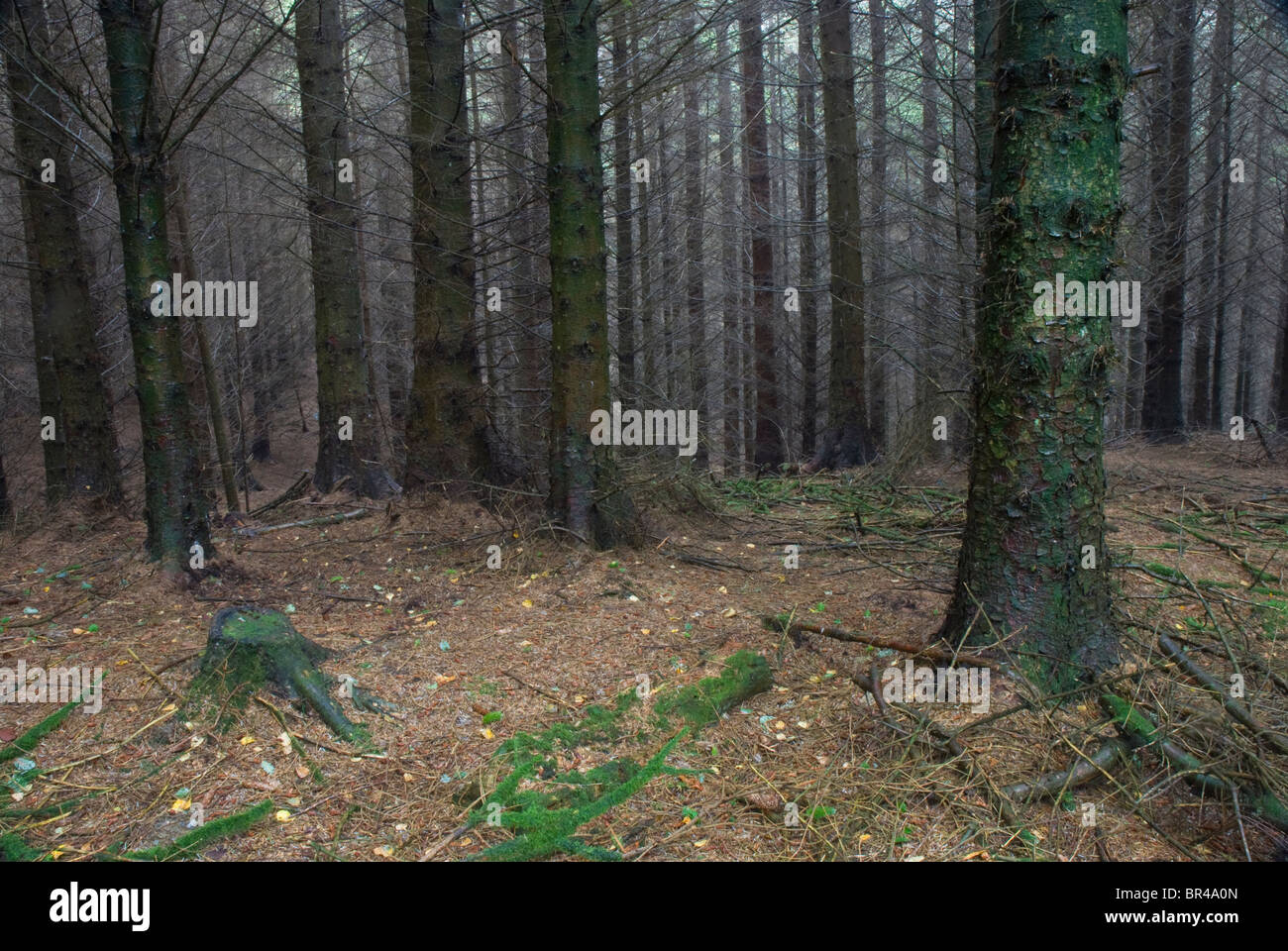 Dodd legno, vicino a Bassenthwaite, Lake District, Cumbria Foto Stock
