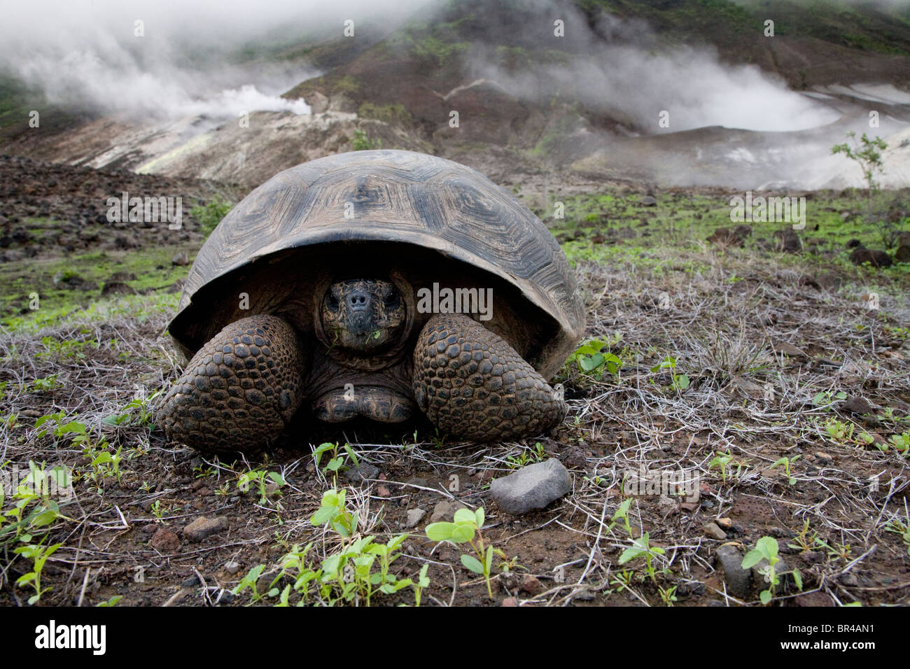 Un giovane la tartaruga gigante si siede sul pavimento del vulcano Alcedo nelle Galapagos come fori per la fuoriuscita del vapore il soffietto in background. Foto Stock