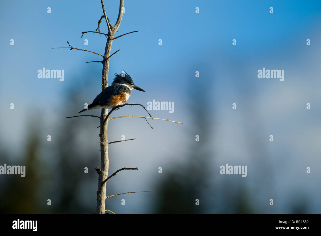 Un uccello Kingfisher appollaiato su un albero morto il ramo Foto Stock