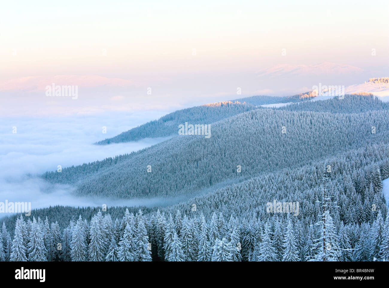 Mattina inverno tranquillo paesaggio di montagna con bosco di abeti su pendenza (Carpazi, Ucraina). Foto Stock
