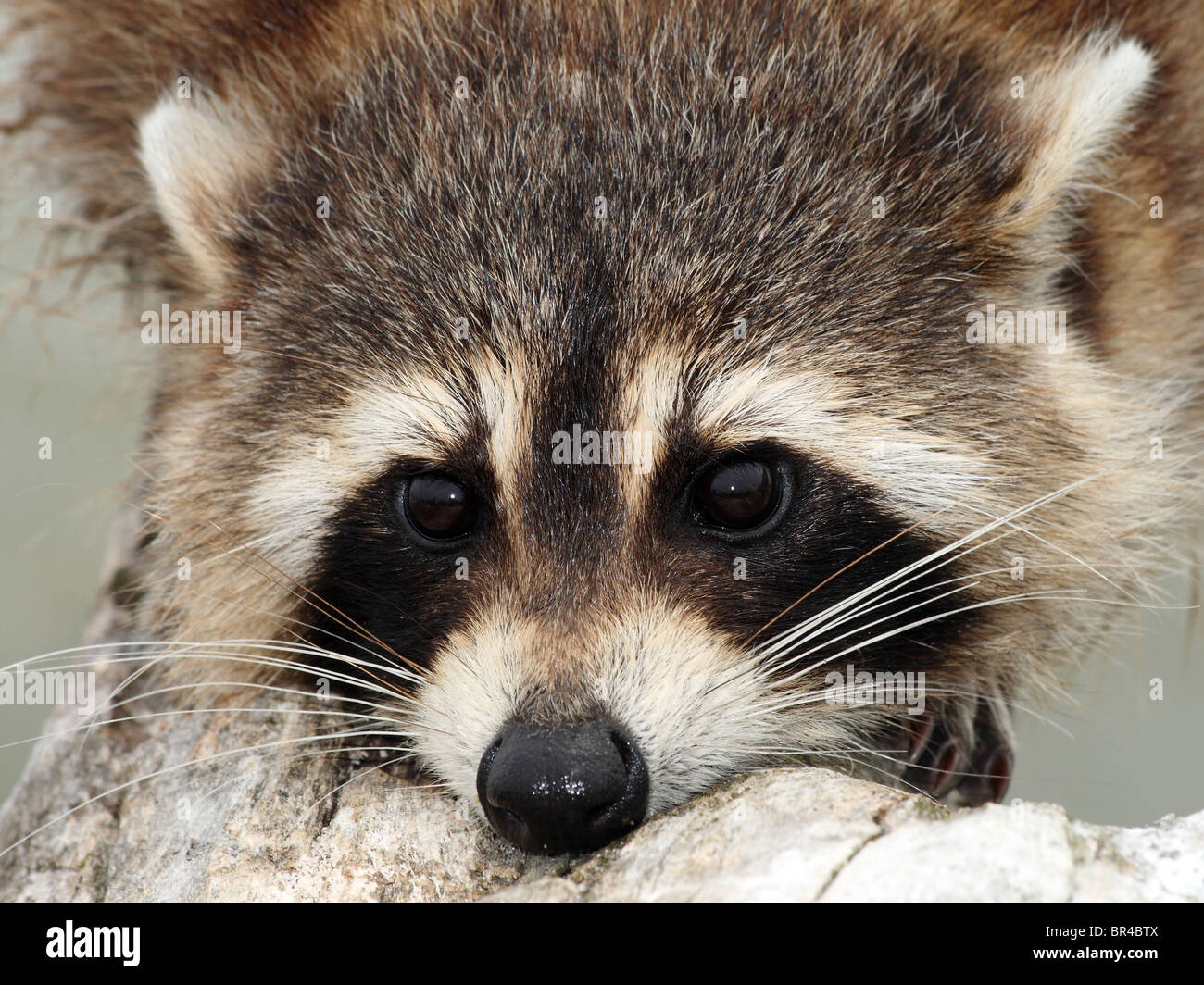 Femmina adulta Raccoon (Procione lotor) in Ontario, Canada Foto Stock