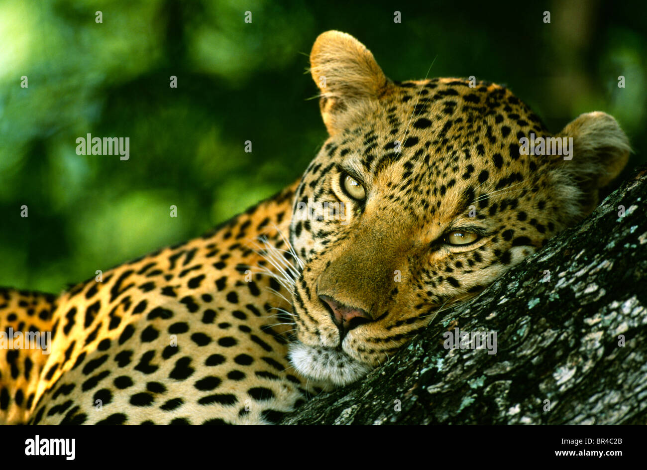 Leopard Panthera pardus appoggiata nella struttura ad albero del Sud Africa Foto Stock