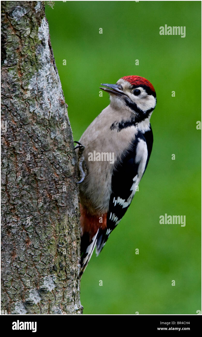 I capretti Picchio Rosso alimentazione nella molla, west wales Foto Stock